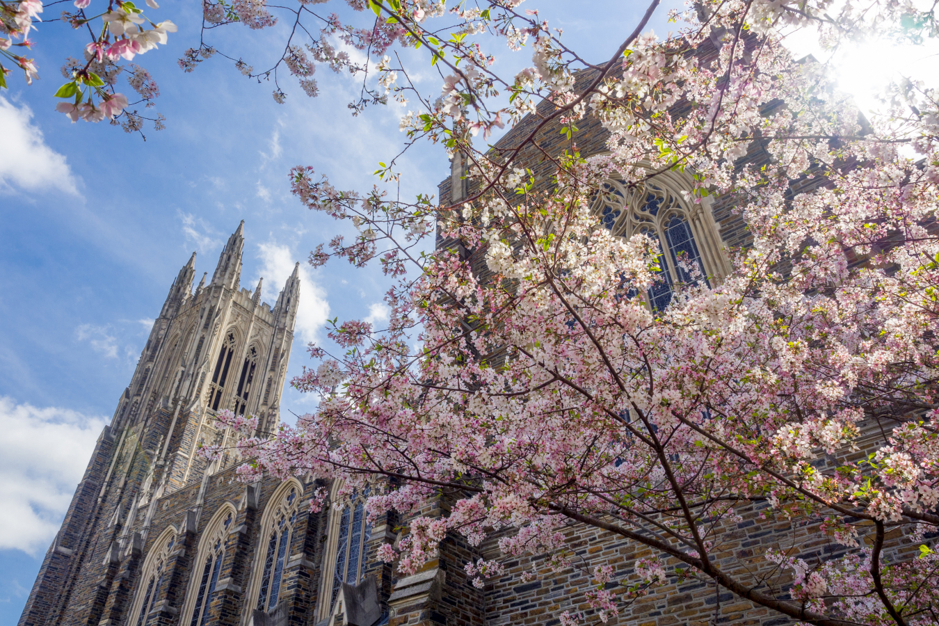 Looking up at Duke Chapel with spring flower blossoms.
